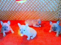 EXOTİC COMPAC BLUE QUAD FRENCH BULLDOG YAVRULAR İZMİR