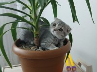 Kedi british