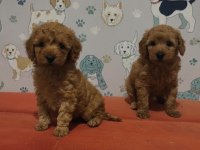 Toy poodle yavrular