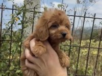 Dişi Poodle Uyguna