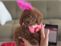 Süslü Toy Poodle bebeğim