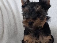 SAFKAN YORKSHİRE TERRİER KÖPEĞİ YAVRULARI