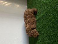 2.5 aylık poodle yeni ailesini bekliyor