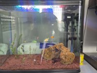Uyguna 82 litre full ekipman akvaryum