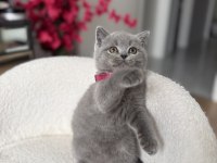 Orjinal British Shorthair Dişi
