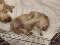 Orjinal Irk Baby Face Golden Retriever Yavruları
