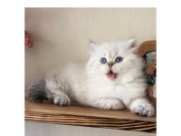 A kalite safkan chinchilla longhair kedim