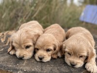 Safkan Cocker Köpekler