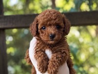 Redbrown Toypoodle