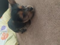 Dişi yorkshire terrier yavrumuz için yuva arıyoruz