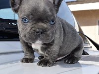 A kalite dişi erkek blue french bulldog yavrularımız