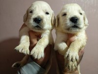 Orjinal golden retriever yavruları