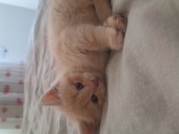 British shorthair yavru