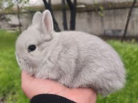 Cüce Tavşan (Netharlend Dwarf)