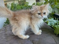 Golden British Longhair