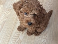 5 Aylık Poodle Aşılar ve Tuvalet Eğitimi Var