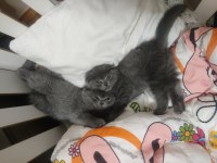 Scottish Fold Yavrular