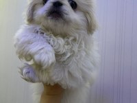 PEKİNEZ KÖPEĞİ YAVRULAR