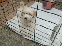 3,5 aylık terrier hayırlı olsun
