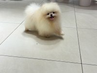 Yetişkin Erkek Pomeranian