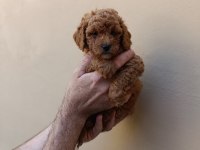 KAHVE POODLE