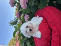 Orjinal kar beyaz bichon frise yavrular
