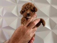 Toy Poodle Minik Sekerler