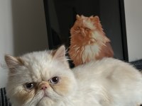 1 yaşında İran kedisi red hair persian