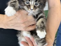 Maine coon kediler A kalite