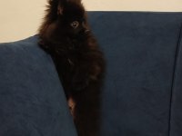 Pomeranian çiço yeni yuvasını arıyor