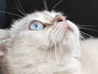 Çipli dişi british shorthair