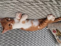 MIRMIRCI OYUNCU SAKİN SÜPER KEDİMİZ SARI