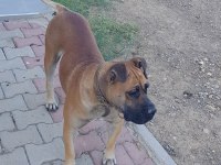 5 yaşında sakin kısır dişi çipli presa canario