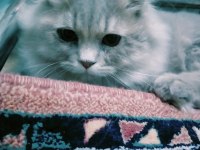 Scottish fold 7 aylık