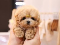 KORE KANI MUKEMMEL MALTIPOO BEBEKLERİMİZ