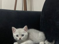 BRİTİSH SHORTHAİR YAVRU KEDİLERİMİZ