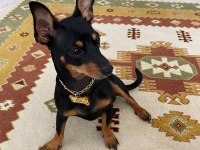 Çiftleştirmek için oğluma dişi pinscher arıyorum