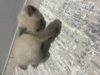 Yavru british longhair kedilerimize yeni yuva