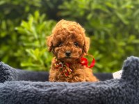 Show Kalite Toy Poodle Yavrular