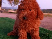 Toy poodle 3 aylık