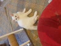 Harika Güzellikte Bembeyaz British Shorthair Yavrular