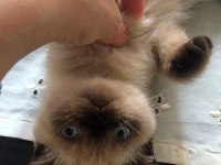 Minik scottish fold kızımızı sahiplendiriyoruz