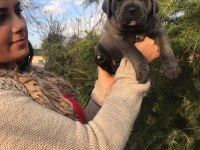 Üst kalite dev Cane Corso yavrularım
