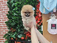 Pomeranian yavrular