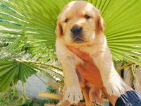 Golden retriever yavruları