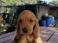 İtalyan tazısı segugio av köpeği