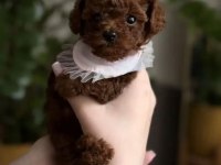Podyum Güzeli Poodle