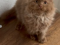 Safkan British Longhair Cinnamon