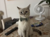 1 yaşındaki dişi kedim Miyayı sahiplendiriyorum