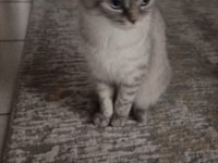 Anne scottish fold1 buçuk yaşında